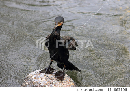Japanese Great Cormorant in a canal by Tokyo Bay in Japan 114863106