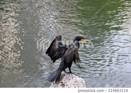 Japanese Great Cormorant in a canal by Tokyo Bay in Japan 114863110