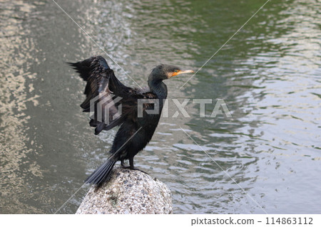 Japanese Great Cormorant in a canal by Tokyo Bay in Japan Japanese Great Cormorant in a canal by Tokyo Bay in Japan 114863112