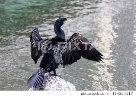 Japanese Great Cormorant in a canal by Tokyo Bay in Japan Japanese Great Cormorant in a canal by Tokyo Bay in Japan 114863117