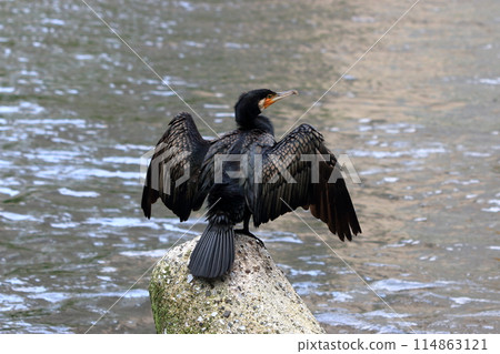 Japanese Great Cormorant in a canal by Tokyo Bay in Japan 114863121