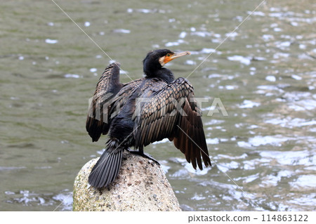 Japanese Great Cormorant in a canal by Tokyo Bay in Japan 114863122