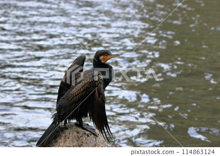 Japanese Great Cormorant in a canal by Tokyo Bay in Japan 114863124