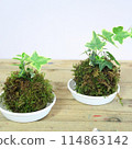 Two moss balls made in a flower arrangement class 114863142