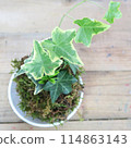 A top view of a moss ball made in a flower arrangement class 114863143
