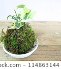 Moss balls made in a flower arrangement class 114863144