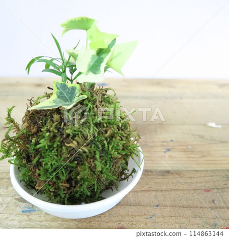 Moss balls made in a flower arrangement class 114863144