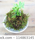Moss balls made in a flower arrangement class 114863145