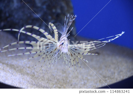 Lionfish 114863241