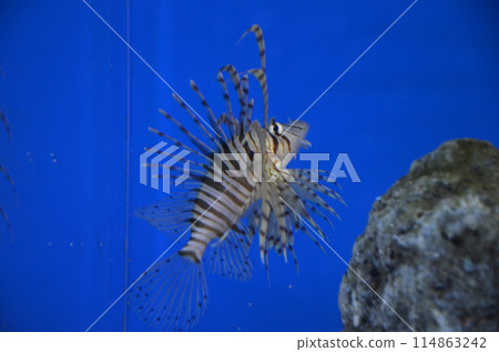 Lionfish 114863242