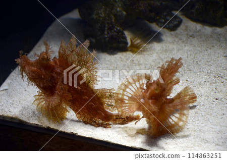 Bolo rockfish 114863251