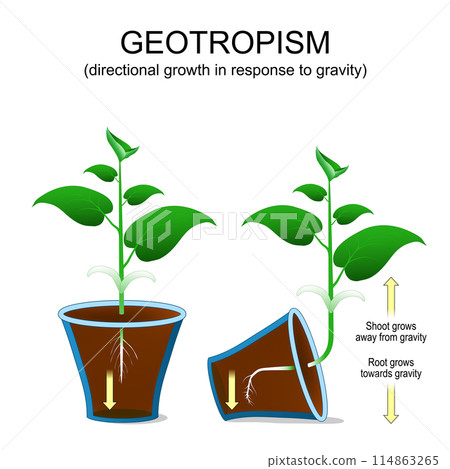 Geotropism. Directional growth of plant in response to gravity. Geotropism. Directional growth of plant in response to gravity. 114863265