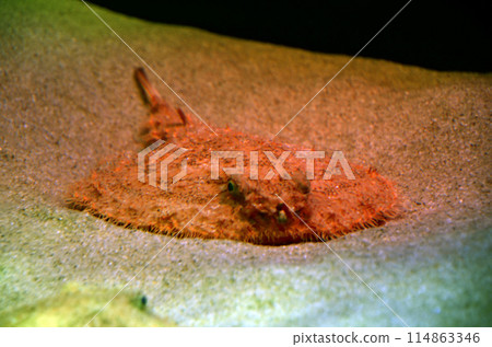 Starry handfish Starry handfish 114863346