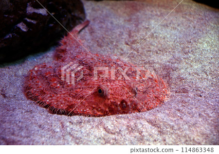 赤口 赤口 114863348