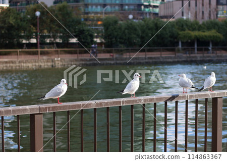 Flock of Japanese Sea Gulls, black headed gulls, yurikamome, at a canal off of Tokyo Bay in Tokyo Japan Flock of Japanese Sea Gulls, black headed gulls, yurikamome, at a canal off of Tokyo Bay in Tokyo Japan 114863367