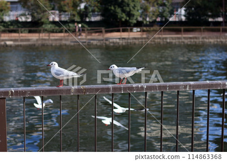 Flock of Japanese Sea Gulls, black headed gulls, yurikamome, at a canal off of Tokyo Bay in Tokyo Japan Flock of Japanese Sea Gulls, black headed gulls, yurikamome, at a canal off of Tokyo Bay in Tokyo Japan 114863368