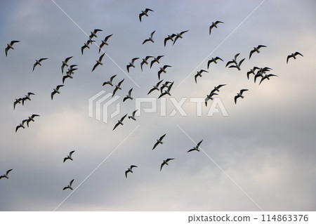 Flock of Japanese Sea Gulls, black headed gulls, yurikamome, at a canal off of Tokyo Bay in Tokyo Japan 114863376