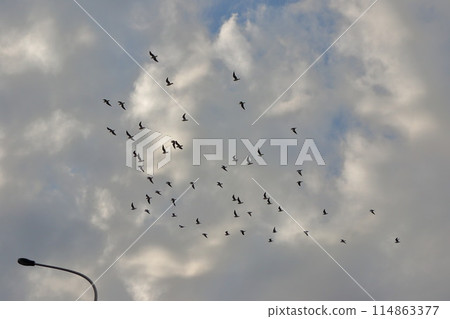 Flock of Japanese Sea Gulls, black headed gulls, yurikamome, at a canal off of Tokyo Bay in Tokyo Japan 114863377