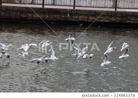 Flock of Japanese Sea Gulls, black headed gulls, yurikamome, at a canal off of Tokyo Bay in Tokyo Japan 114863378