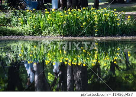 A pond filled with blooming Japanese irises looks like a mirror A pond filled with blooming Japanese irises looks like a mirror 114863427
