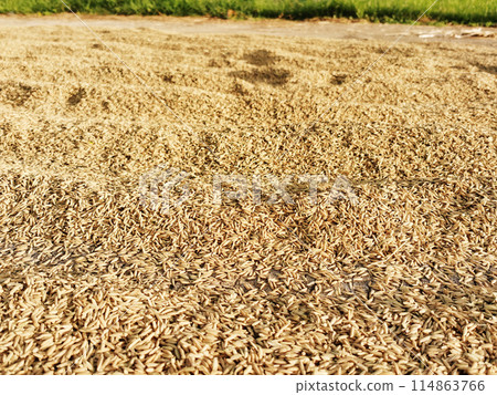 paddy or rice grains on the background yellow jasmine rice for background paddy or rice grains on the background yellow jasmine rice for background 114863766