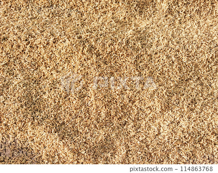 paddy or rice grains on the background yellow jasmine rice for background paddy or rice grains on the background yellow jasmine rice for background 114863768
