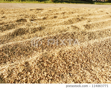 paddy or rice grains on the background yellow jasmine rice for background 114863771