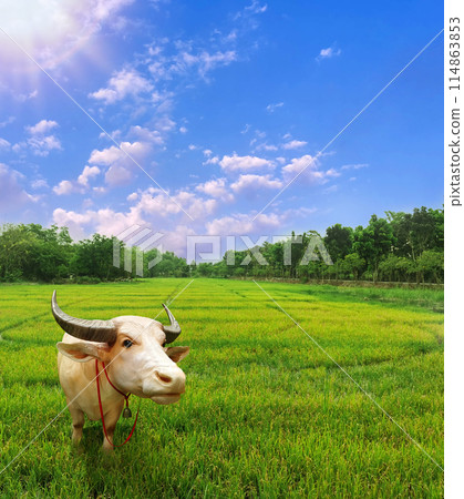 A buffalo stands in the middle of a green rice field. The sky is clear. 114863853