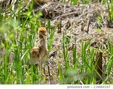Red-crowned crane chicks 114864107