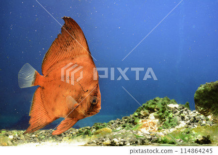 South Pacific swallowtail fish, swallowtail fish, dead leaf, mimicry, orbic fish South Pacific swallowtail fish, swallowtail fish, dead leaf, mimicry, orbic fish 114864245