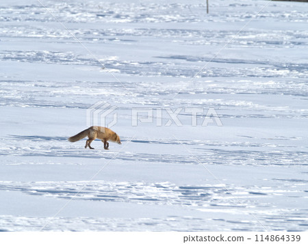 Hokkaido winter ezo fox 114864339