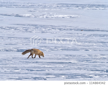 Hokkaido winter ezo fox 114864342