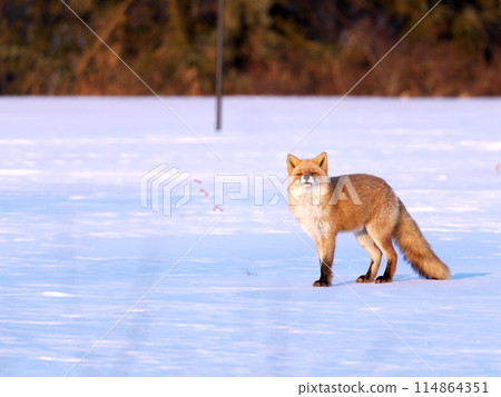 北海道冬季紅狐 北海道冬季紅狐 114864351