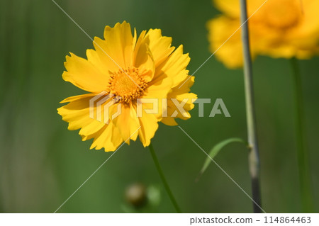 空地上的金色雛菊 空地上的金色雛菊 114864463