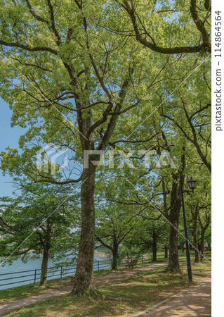 A park with beautiful fresh greenery in early summer A park with beautiful fresh greenery in early summer 114864564