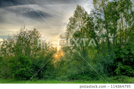 Explore a forest at sunset with sunlight filtering through the trees, creating a serene view Explore a forest at sunset with sunlight filtering through the trees, creating a serene view 114864795