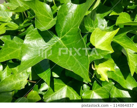 常春藤的葉子 常春藤的葉子 114864837