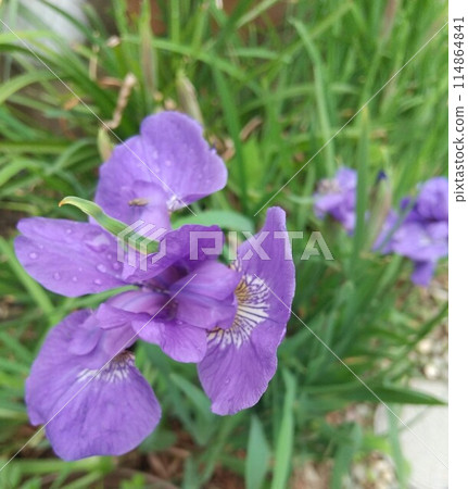 A close-up photo of a plant with purple flowers A close-up photo of a plant with purple flowers 114864841