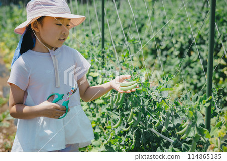 孩子們在享受收穫蔬菜的樂趣 114865185