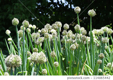 Negibo Biz Negibo Biz 114865442