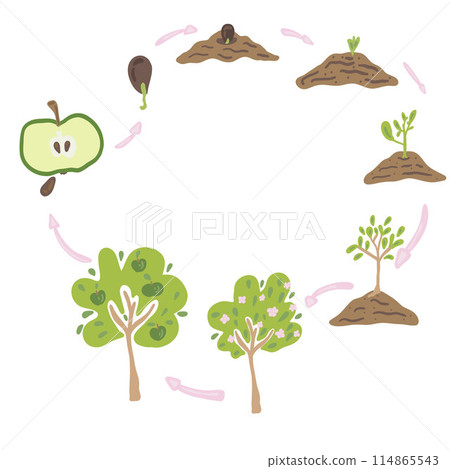 Growing apple infographic trees apples seed flat design Growing apple infographic trees apples seed flat design 114865543