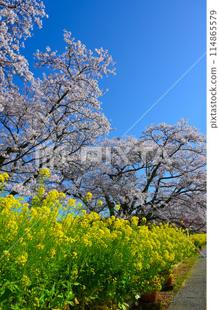 宇川古櫻花、油菜花、小松市 宇川古櫻花、油菜花、小松市 114865579