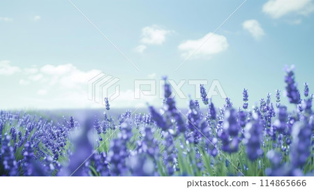 Lavender extending into the blue sky 114865666