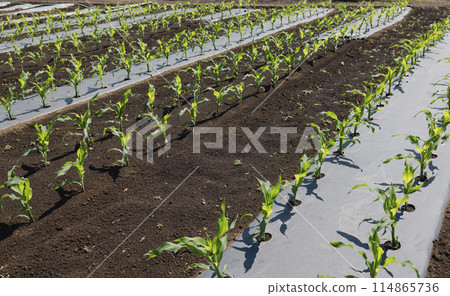 Corn seedlings neatly lined up in a field 114865736