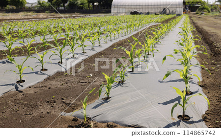 Corn seedlings neatly lined up in a field 114865742