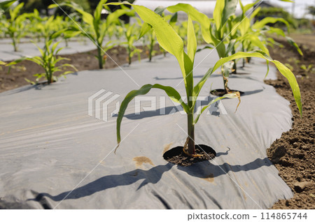 Corn seedlings neatly lined up in a field 114865744