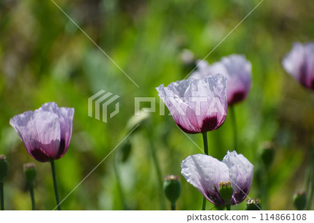 Poppy flower 114866108