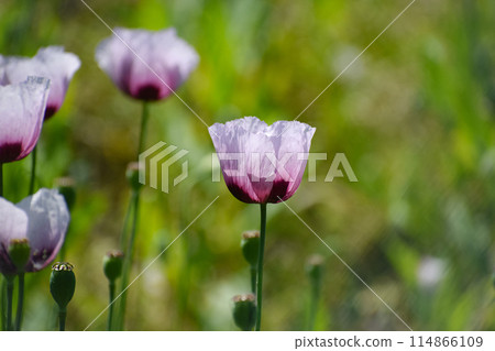 Poppy flower Poppy flower 114866109