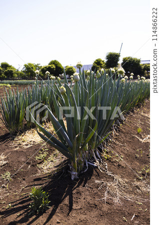 Welsh onions planted in the field Welsh onions planted in the field 114866222