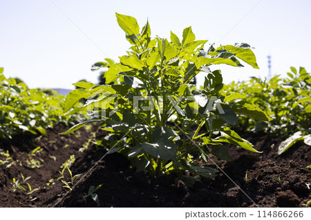 Potatoes planted in the field Potatoes planted in the field 114866266